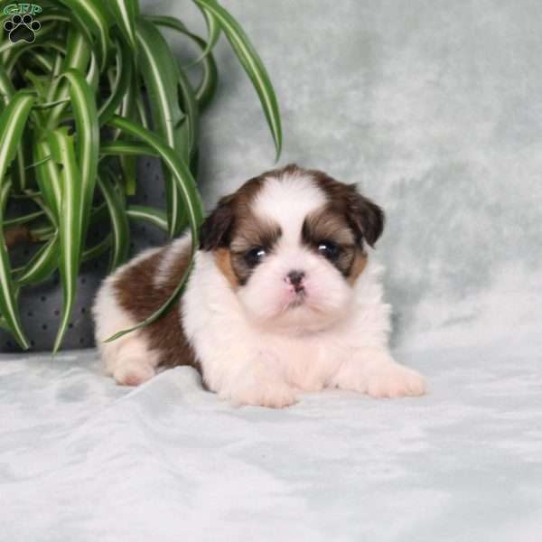 Bella Angel, Shih Tzu Puppy